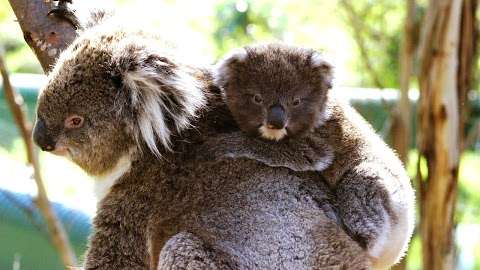 Photo: Koala Conservation Centre
